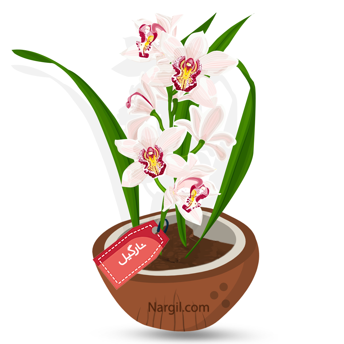  Nargil - cymbidium Orchid